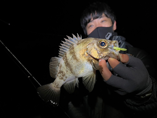 メバルの釣果