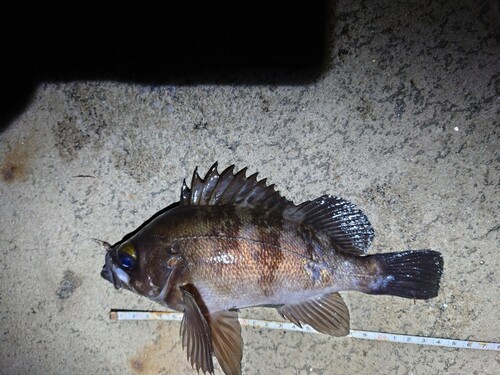 メバルの釣果