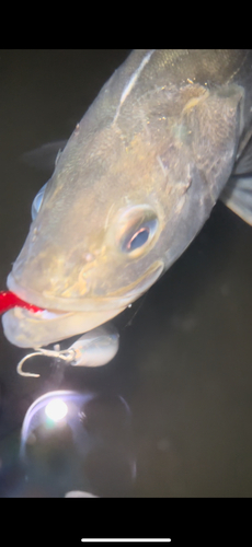 スズキの釣果