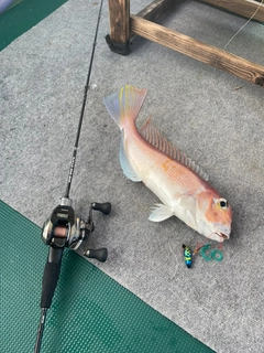アマダイの釣果