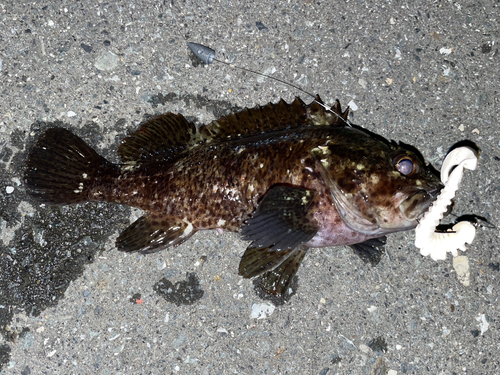 ムラソイの釣果