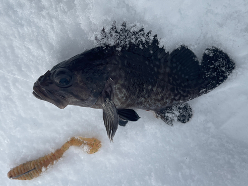 マゾイの釣果