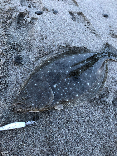 ヒラメの釣果