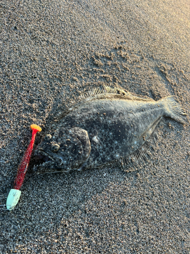 ヒラメの釣果