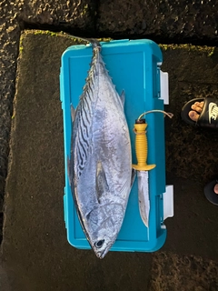 スマカツオの釣果