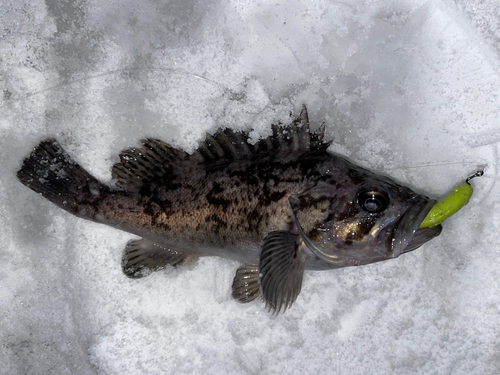 クロソイの釣果