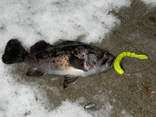 クロソイの釣果