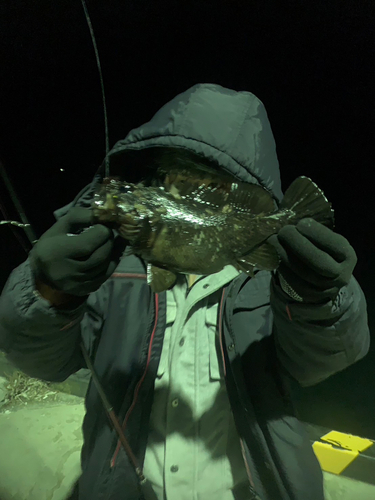 ベッコウゾイの釣果