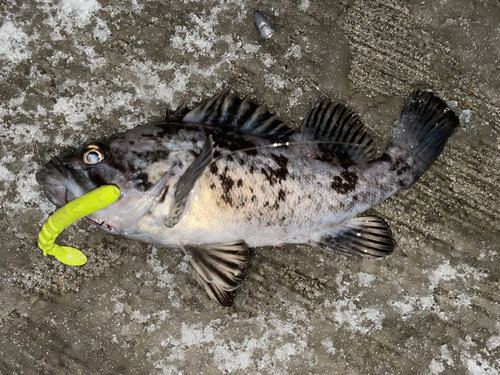 クロソイの釣果