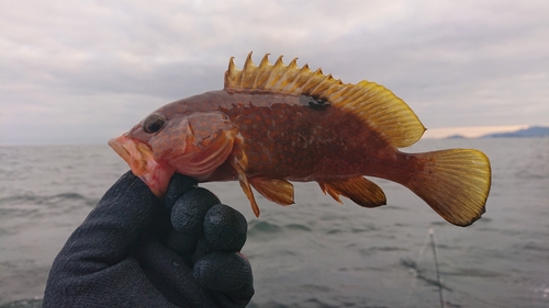 アコウの釣果