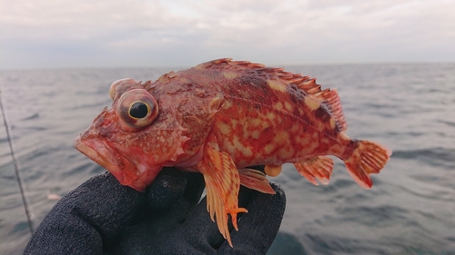 アラカブの釣果