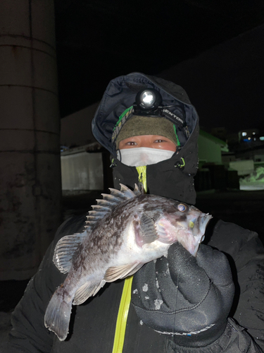 クロソイの釣果