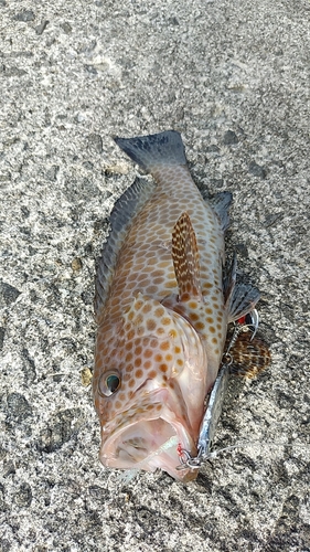 オオモンハタの釣果