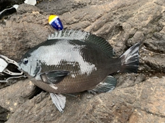 クチブトグレの釣果