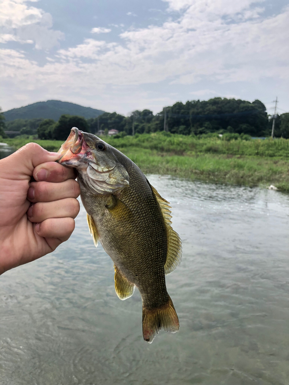 スモールマウスバス