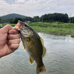 スモールマウスバス