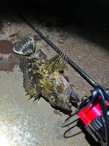 カサゴの釣果