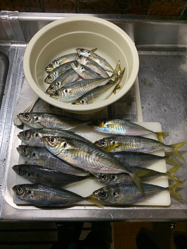 アジの釣果