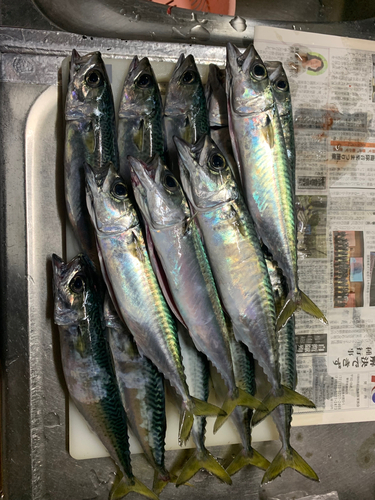 サバの釣果