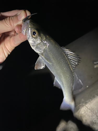 セイゴ（タイリクスズキ）の釣果