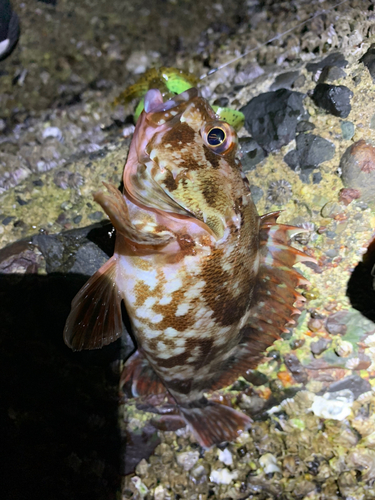 カサゴの釣果