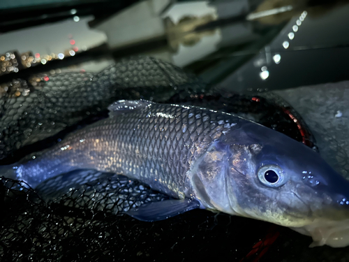 ニゴイの釣果