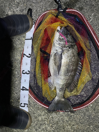 クロダイの釣果