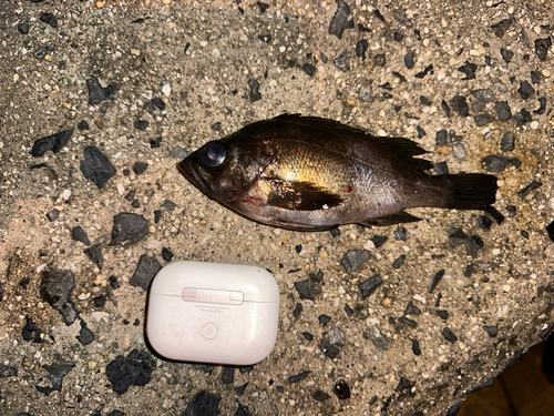 シロメバルの釣果