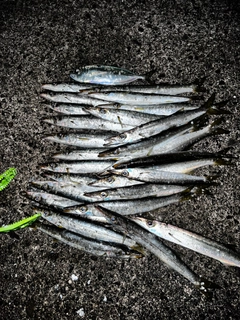 カマスの釣果