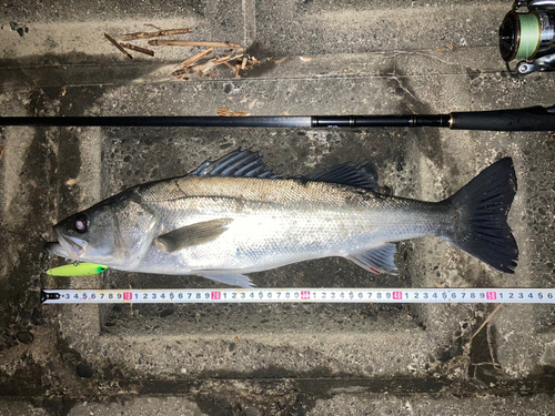 シーバスの釣果