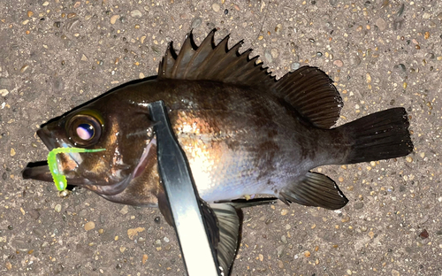 メバルの釣果