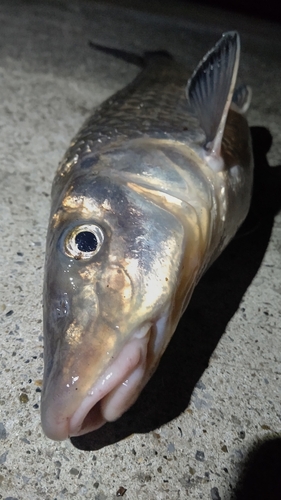 ニゴイの釣果