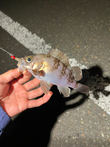 メバルの釣果