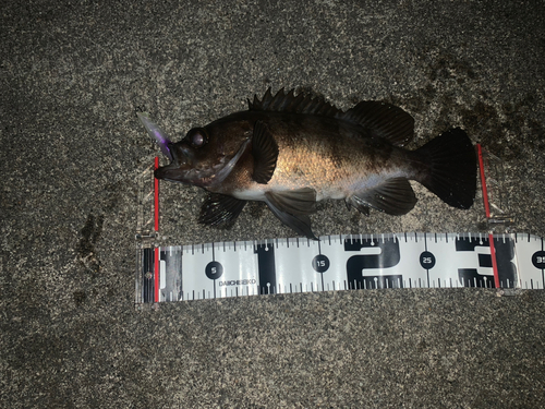 シロメバルの釣果