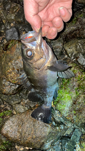 シロメバルの釣果