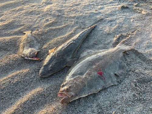 ヒラメの釣果