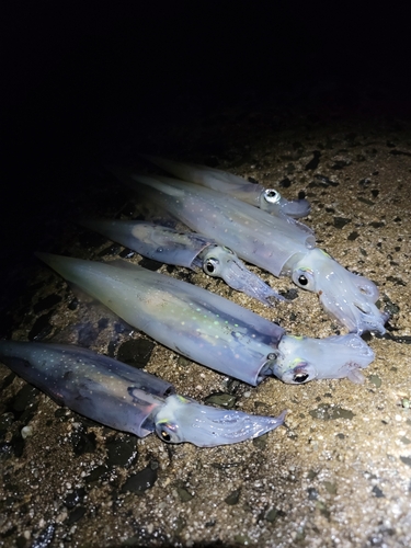 ヤリイカの釣果