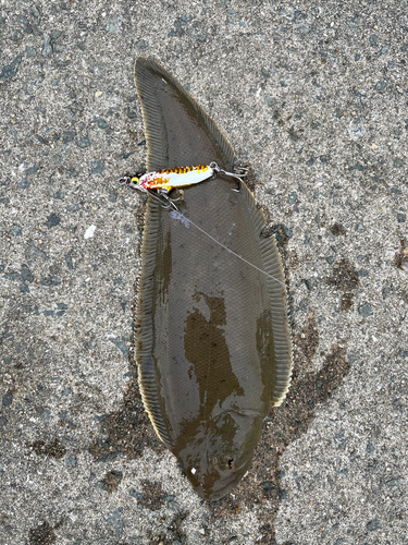 シタビラメの釣果