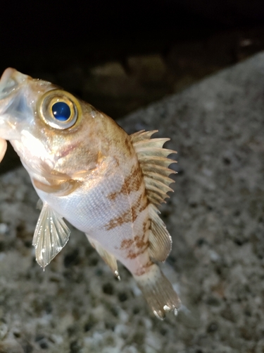 タケノコメバルの釣果