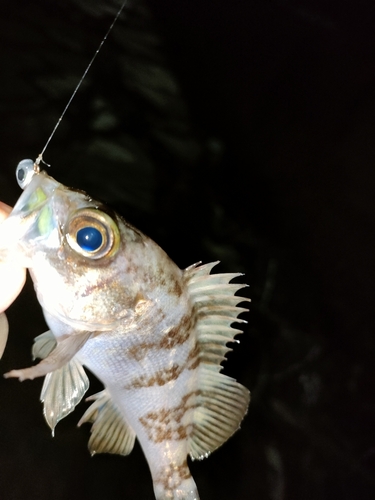 タケノコメバルの釣果