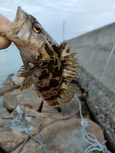 タケノコメバルの釣果