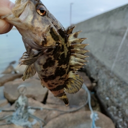 タケノコメバル