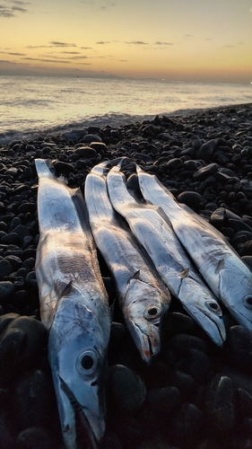 タチウオの釣果