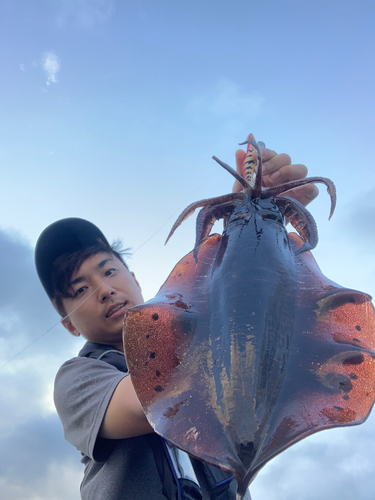 アオリイカの釣果