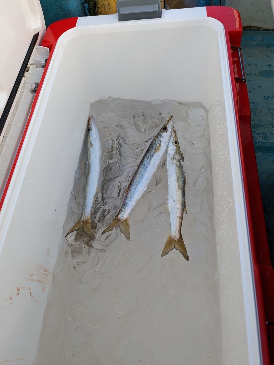 にゃぎだもさんの釣果 1枚目の画像