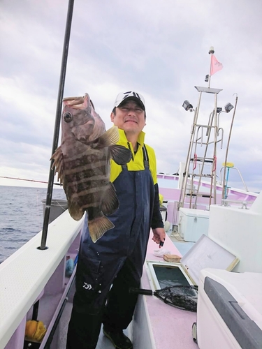 マハタの釣果