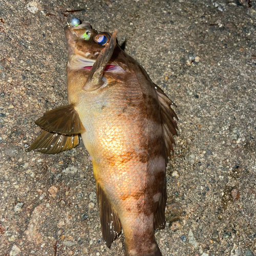 メバルの釣果