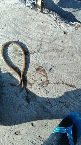 ダイナンウミヘビの釣果