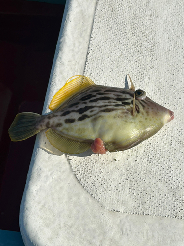 カワハギの釣果