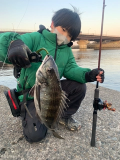 クロダイの釣果